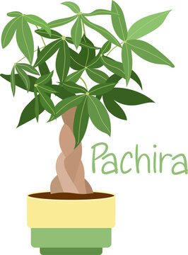 A modern plant illustration featuring Pachira aquatica with its characteristic braided trunk and lush palmate leaves. This stylish botanical artwork celebrates one of the most recognizable indoor