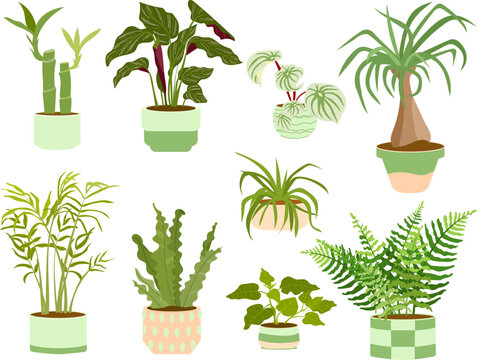 A curated collection of popular indoor plants illustrated in decorative pots. The set features a variety of pet friendly and ornamental houseplants, making it ideal for gardening guides, botanical