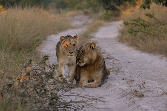 lions okavango delta in moremi close to khwai