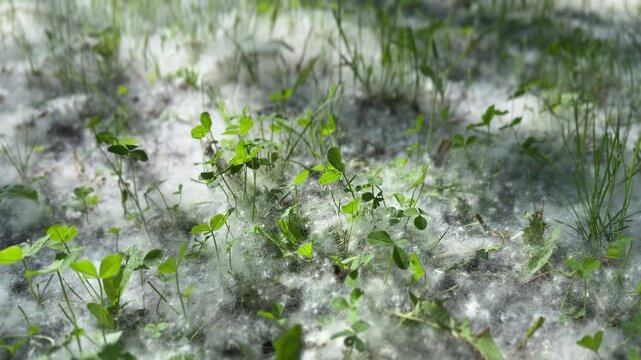 Horizontal commercial stock photo: Vivid green clover sprouting through a thick layer of white poplar or cottonwood fluff, illuminated by dappled sunlight. This image beautifully captures the renewal 