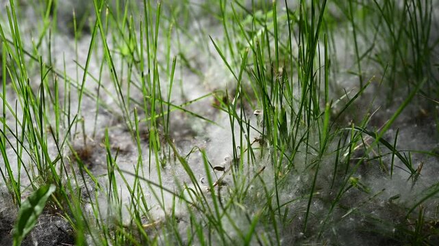 grass, poplar fluff, spring, green, freshness, macro, nature, softness, growth, botany, harmony, detail, background, horizontal photo, eco, atmosphere, inspiration, new season, life, no people, no tex