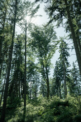 Fototapeta premium Looking up at tall tree canopy and blue sky in forest