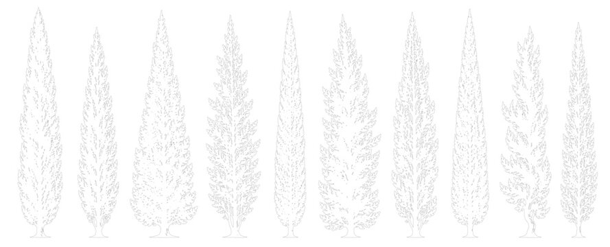 Set of 10 Detailed Cypress Columnar Trees Side Elevation Line Art Vector for Architectural Plans and Landscape Presentations