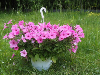 Kwiaty, Surfinia inaczej Petunia © EwaAF
