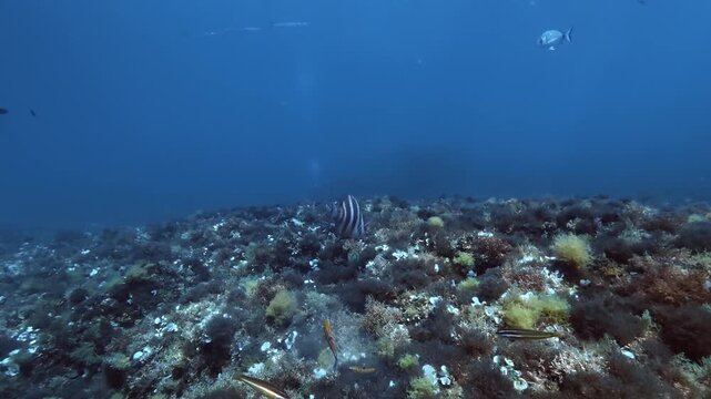Marine life - Imperial bream in a Mediterranean reef