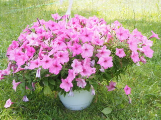 Kwiaty, Surfinia inaczej Petunia © EwaAF