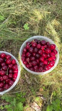 Buckets and Baskets of Ripe Cherries