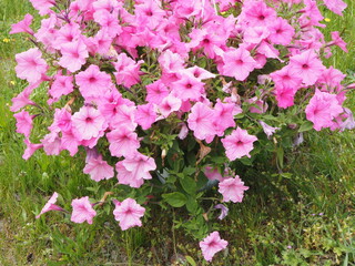 Kwiaty, Surfinia inaczej Petunia © EwaAF