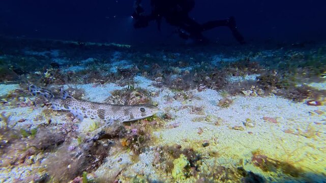 Mediterranean deep sea life - Catshark on the seabed