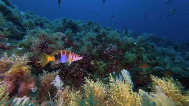 Fish underwater - Painted comber fish -Serranus scriba- in cristal sea water