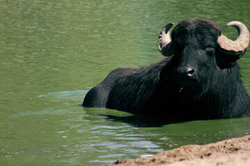 Búfalo en una laguna. © Nicolas