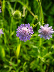 Fototapeta premium Wildflower 