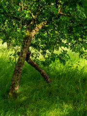 Fototapeta premium A tree in the park 
