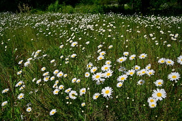 field of daisies © Rmj