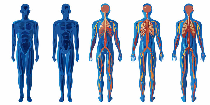 Human Anatomy Systems Chart Vector Illustration With Colorful Organ Detail