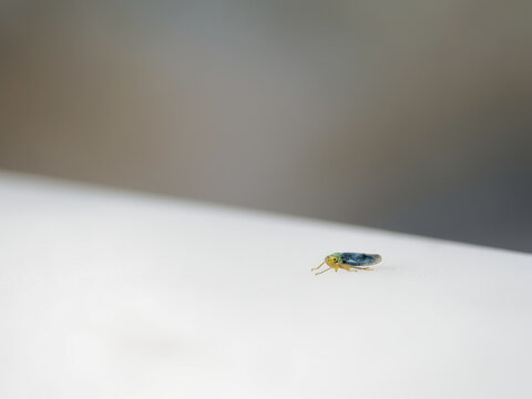 Cicadelle verte Cicadella viridis pos&eacute;e sur une surface claire avec espace pour texte