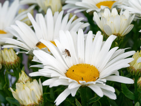 Mouche de la famille des Anthomyiidae pos&eacute;e sur une marguerite blanche en fleur dans un jardin