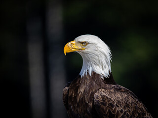 Obraz premium portrait of a bald eagle