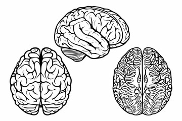 Fototapeta premium Anatomical Brain Sketches A Detailed Set Of Three Line Illustrations