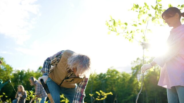 Eco volunteering event. Diverse people planting young trees on open land. Senior man preparing soil while woman holding sapling. Eco conservation activity supporting greener planet and forest recovery