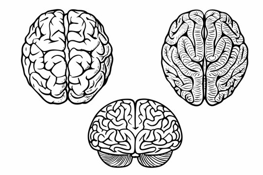 Anatomical Brain Sketches A Detailed Set Of Three Illustrations