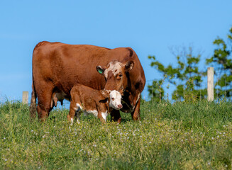 Fototapeta premium Beef cattle cow and her calf, Hereford crosses. Cattle grazing on green spring and summer pasture. Calf and cow. Virginia Agriculture in Shenandoah Valley, American Countryside with grazing cows. 
