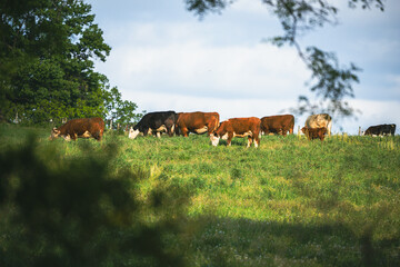 Fototapeta premium Cattle beef cows grazing on green summer spring pasture with a bright blue sky in rural America, Virginia. Hereford mixed beef cattle are healthy. 
