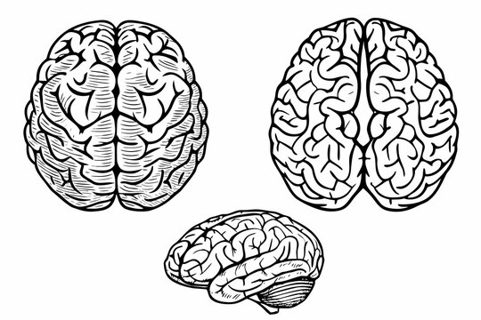 Anatomical Brain Sketches A Detailed Set Of Three Illustrations On White