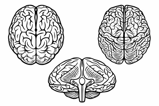 Anatomical Brain Sketches A Detailed Set Of Three Line Illustrations