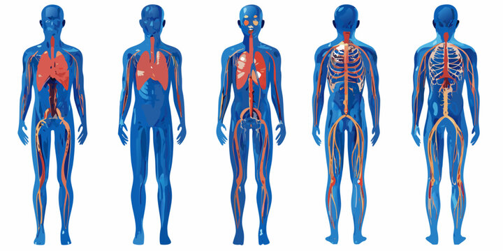 Human Anatomy Systems Chart Vector Illustration On White Background