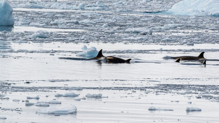 Antarctic Type B Killer Whales Swimming Through Frozen Pack Ice in the Antarctic Peninsula © Matt