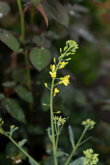 Obraz premium Flowering cabbage plant with yellow blossoms and buds in garden. Macro plant photography with blurred foliage background. Vegetable cultivation and seed production concept. Design for poster, banner.