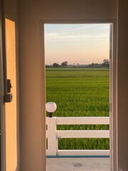 Fototapeta premium View of Green Rice Field Through Open Doorway at Sunset