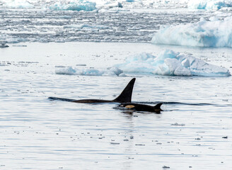 Orca Mother and Calf Navigating Sea Ice in the Antarctic Peninsula © Matt