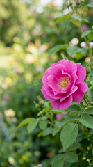 Fototapeta premium Vibrant pink rose blooms in a lush green garden with soft bokeh background highlighting natural beauty and floral elegance.