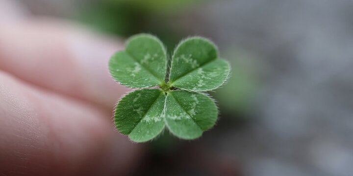 Photo of four leaf clover 