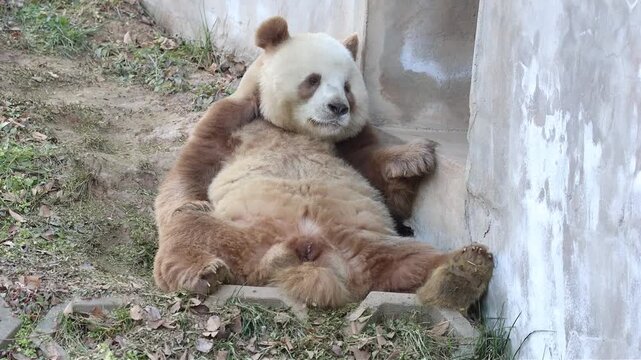 Close up a funny brown panda, Qi Zai, sitting on the yard, China