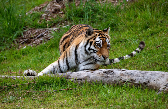 Sumatran Tiger (Panthera tigris sumatrae)
