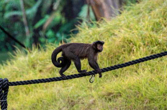 Tufted Capuchin (Cebus apella)