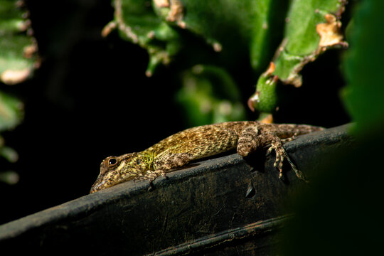 Lagarto