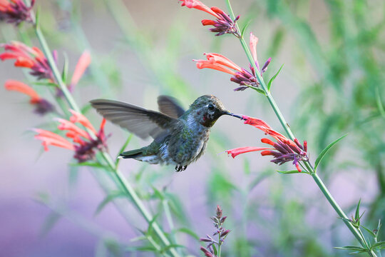Flying Hummingbird with Flowers