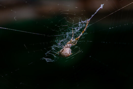 Ara&ntilde;a