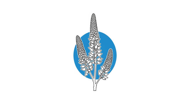 Detailed illustration of wheat ears.