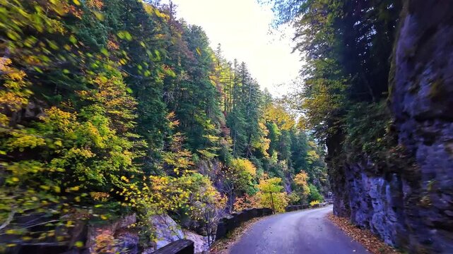 Driving through the Selva de Oza forest in Valley of Hecho, green broad-leaf and coniferous mixed forest. Occidental Valleys Natural Park, Aragonese Pyrenees, Huesca Province, Spain