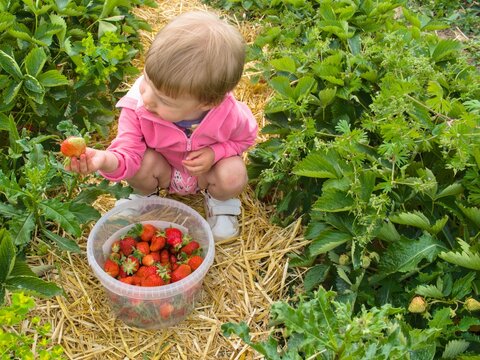 High angle view of a child gathering organic strawberries into a bucket at a rural farm