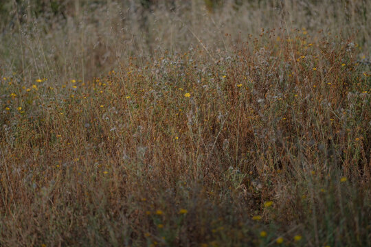 Dry wildflower meadow with fading vegetation, seed heads and natural grasses. Seasonal grassland texture showcasing the transition from the flowering stage to the late summer landscape.