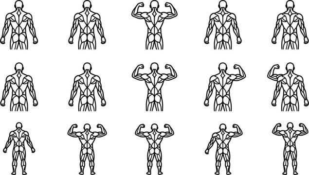 Set of human muscular anatomy back view poses for bodybuilding and fitness training.