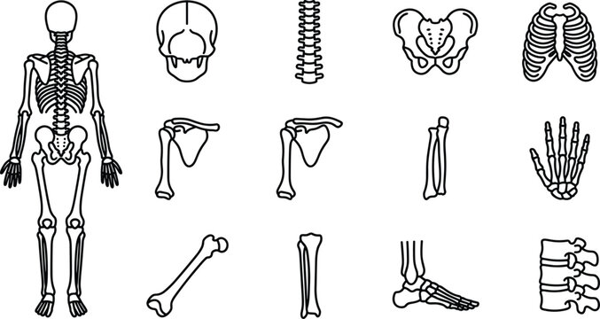 Set of Human Skeleton Bone Anatomy Icons.