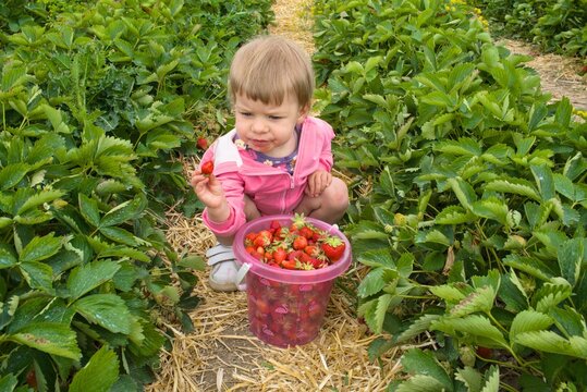 Child holding a freshly picked red strawberry during harvest on a sunny summer day
