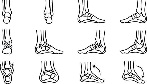 Anatomical illustrations of human foot and ankle movements and bone structure.